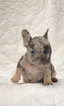 Small Photo #10 French Bulldog Puppy For Sale in NEWMAN, CA, USA