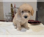 Small #12 Goldendoodle