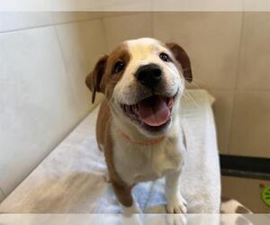 Boxer Dogs for adoption in Redwood City, CA, USA