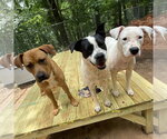 Small #1 Black Mouth Cur Mix