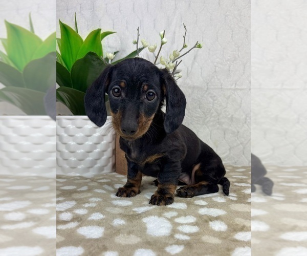 Medium Photo #5 Dachshund Puppy For Sale in INDIANAPOLIS, IN, USA