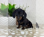 Small #4 Dachshund