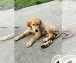 Puppy Daisy Golden Retriever