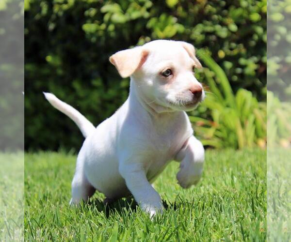 Medium Photo #2 Chihuahua-Unknown Mix Puppy For Sale in San Diego, CA, USA