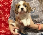 Small Photo #4 Cavalier King Charles Spaniel Puppy For Sale in VICTORIA, TX, USA