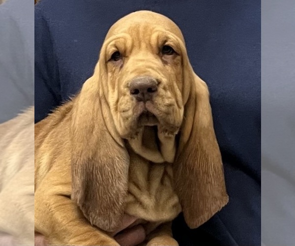 Medium Photo #1 Bloodhound Puppy For Sale in FORT MORGAN, CO, USA