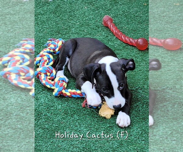 Medium Photo #3 Mutt Puppy For Sale in Wenonah, NJ, USA
