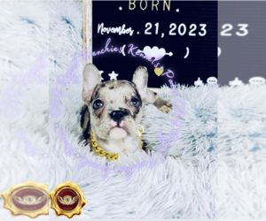 French Bulldog Puppy for sale in ATHENS, GA, USA