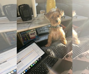 Yorkshire Terrier Puppy for sale in ATLANTA, GA, USA