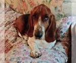 Small #1 Basset Hound
