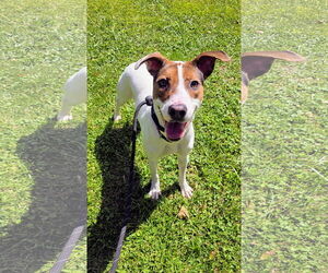 American Pit Bull Terrier-Jack Russell Terrier Mix Dogs for adoption in Rockaway, NJ, USA