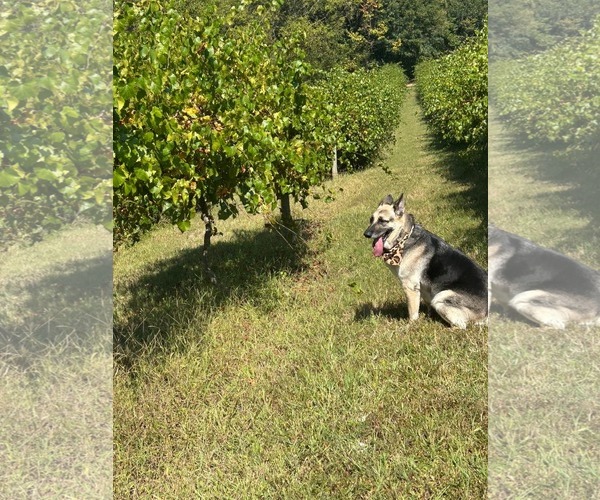Medium Photo #1 German Shepherd Dog Puppy For Sale in New Hill, NC, USA