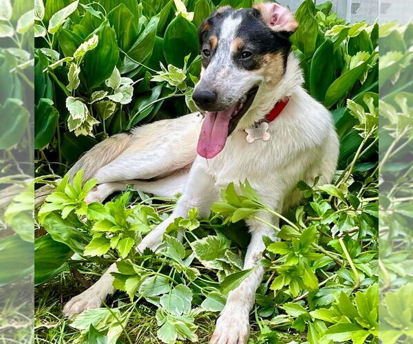 Medium Photo #9 Mutt Puppy For Sale in Canton, CT, USA