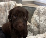 Puppy Choco Puppy 3 Schnoodle (Giant)