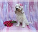 Small #1 Cavapoo (Miniature)