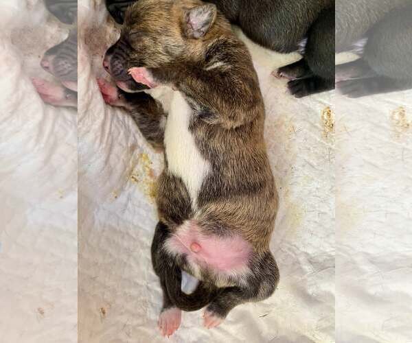 Medium Photo #4 Bulldog-Unknown Mix Puppy For Sale in Atlanta, GA, USA