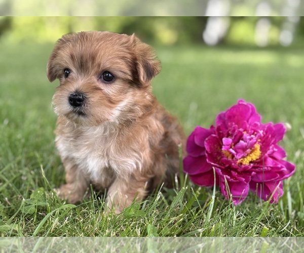 Medium Photo #6 Morkie Puppy For Sale in ROCK STREAM, NY, USA