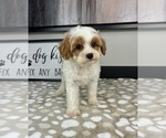 Image preview for Ad Listing. Nickname: Casper