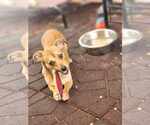 Small #3 Chihuahua