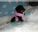 Small Photo #24 Australian Shepherd-Cavalier King Charles Spaniel Mix Puppy For Sale in HOWLAND, OH, USA