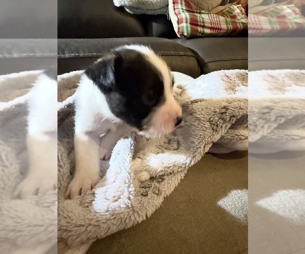 Medium Photo #9 Boston Terrier-Jack Russell Terrier Mix Puppy For Sale in LONDONDERRY, NH, USA