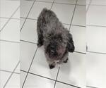 Small Poodle (Miniature) Mix