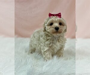 Poodle (Toy) Puppy for sale in CORAL GABLES, FL, USA