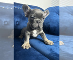 Small #10 French Bulldog