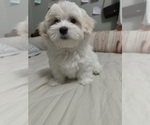 Small #2 Maltese