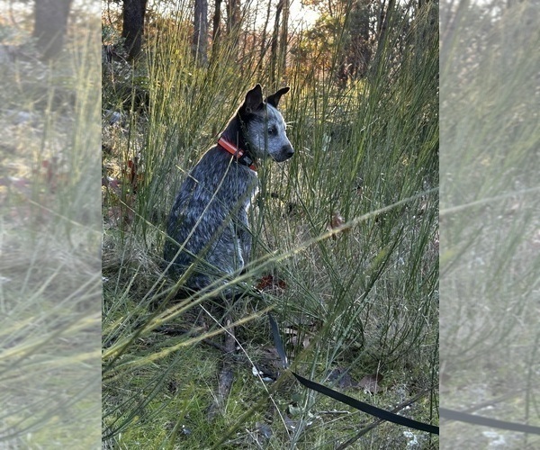 Medium Photo #3 Australian Cattle Dog Puppy For Sale in OREGON HOUSE, CA, USA