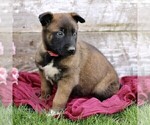 Small #3 Belgian Malinois