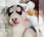 Small Photo #3 Siberian Husky Puppy For Sale in LEHIGHTON, PA, USA