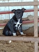 Small #1 Australian Cattle Dog