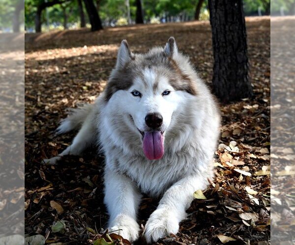 Medium Photo #4  Puppy For Sale in , 