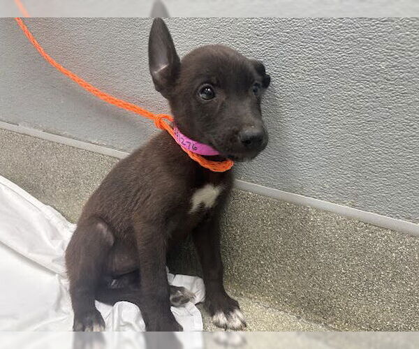 Medium Photo #1 German Shepherd Dog-Unknown Mix Puppy For Sale in Las Vegas, NV, USA
