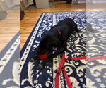 Small #2 Mutt