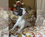 Small Photo #68 French Bulldog Puppy For Sale in AVON PARK, FL, USA