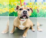 Small #1 American Pit Bull Terrier