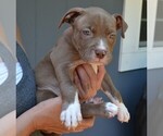 Small #1 American Bully
