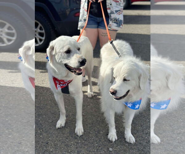 Medium Photo #1 - Mix Puppy For Sale in Bountiful, UT, USA