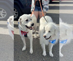 - Mix Dogs for adoption in Bountiful, UT, USA