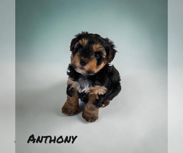 Medium Photo #3 Mutt Puppy For Sale in Menifee, CA, USA