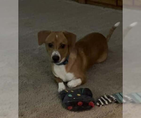Medium Photo #9 Jack-A-Bee Puppy For Sale in Princeton, MN, USA