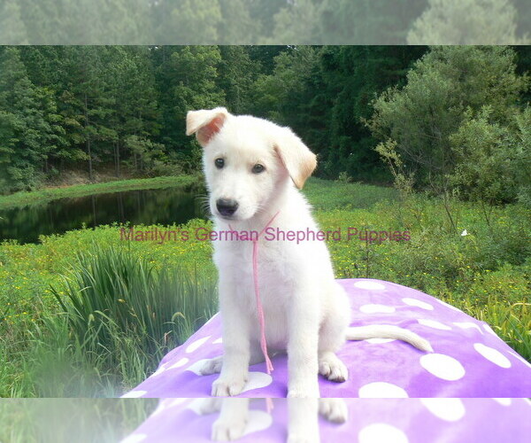 Medium Photo #4 German Shepherd Dog Puppy For Sale in PIEDMONT, MO, USA