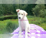 Small #3 German Shepherd Dog