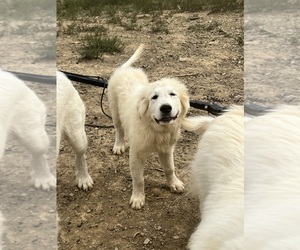 Great Pyrenees Puppy for Sale in BULLS GAP, Tennessee USA