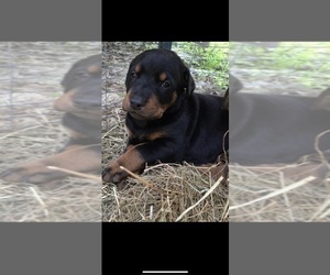 Doberman Pinscher Puppy for sale in LIVINGSTON, LA, USA