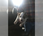 Small Photo #4 Jack Russell Terrier Puppy For Sale in MIDDLEBORO, MA, USA