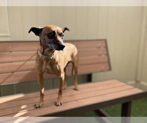 Chihuahua-Unknown Mix Dogs for adoption in Camarillo, CA, USA