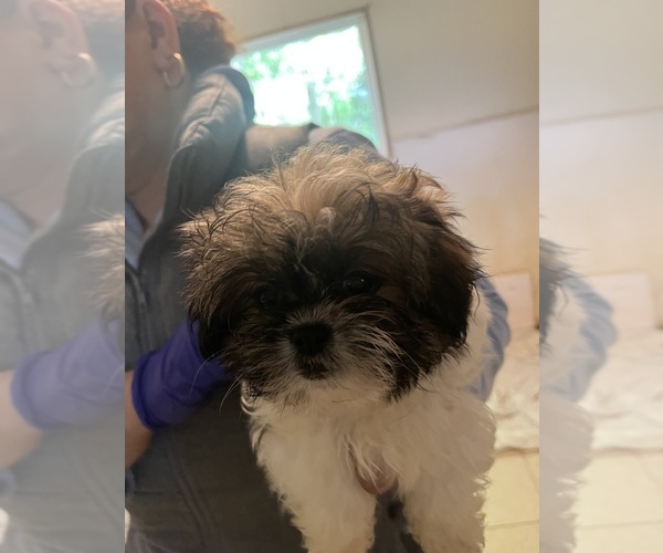 Medium Photo #5 Shorkie Tzu Puppy For Sale in LEBANON, OR, USA